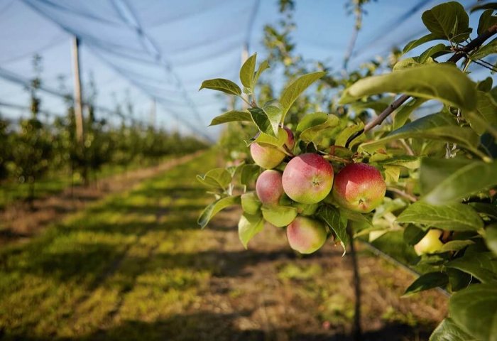 Türkmenistanlı Tarım Üreticisi Yüksek Tepede Elma Bahçesi Yetiştiriyor