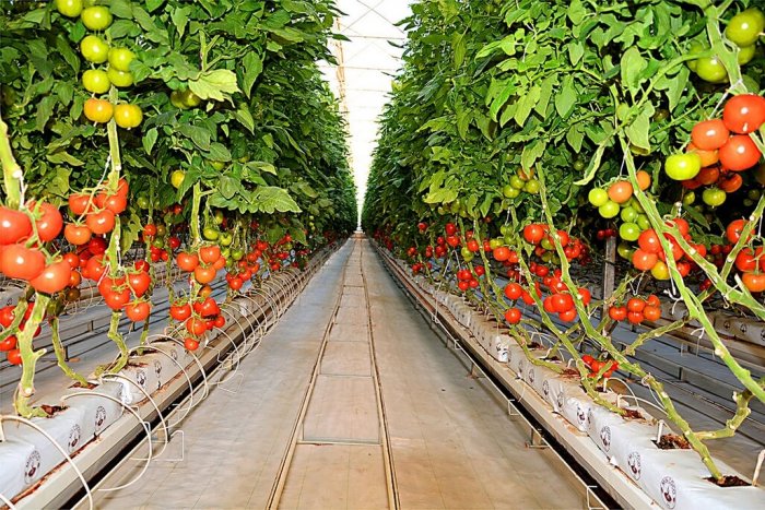 Дашогузское предприятие производит более тысячи тонн томатов в год Дашогузское предприятие производит более тысячи тонн томатов в год