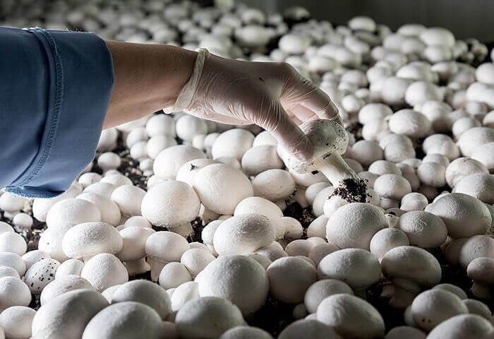 Turkmen Altynnur Zamany Produces Packaged Mushroom Products Turkmen Altynnur Zamany Produces Packaged Mushroom Products