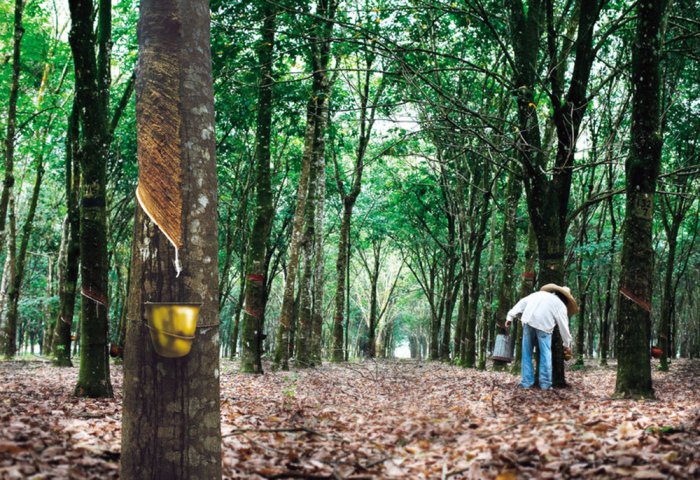 Таиланд субсидирует каучуковых фермеров на 849,7 млн. долларов Таиланд субсидирует каучуковых фермеров на 849,7 млн. долларов