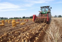 Balkan Region Farmers Plan to Harvest 40,600 Tons of Potatoes