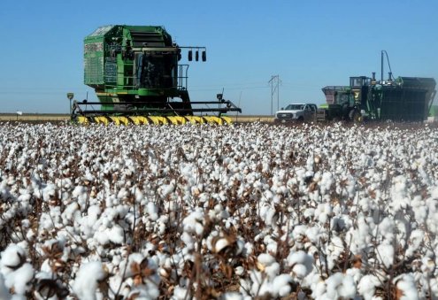 Cotton Prices Forecast to Rise Globally This Year