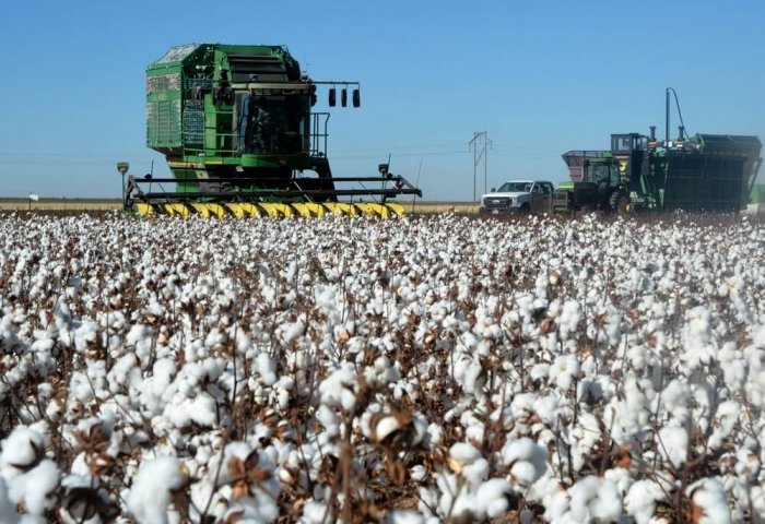 Cotton Prices Forecast to Rise Globally This Year Cotton Prices Forecast to Rise Globally This Year