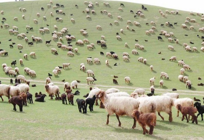 Lebap Livestock Farms Raise More Than 74.7 Thousand Lambs Lebap Livestock Farms Raise More Than 74.7 Thousand Lambs