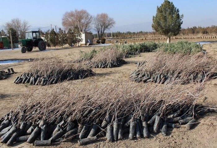 FAO Assists in Implementation of National Forest Program of Turkmenistan FAO Assists in Implementation of National Forest Program of Turkmenistan