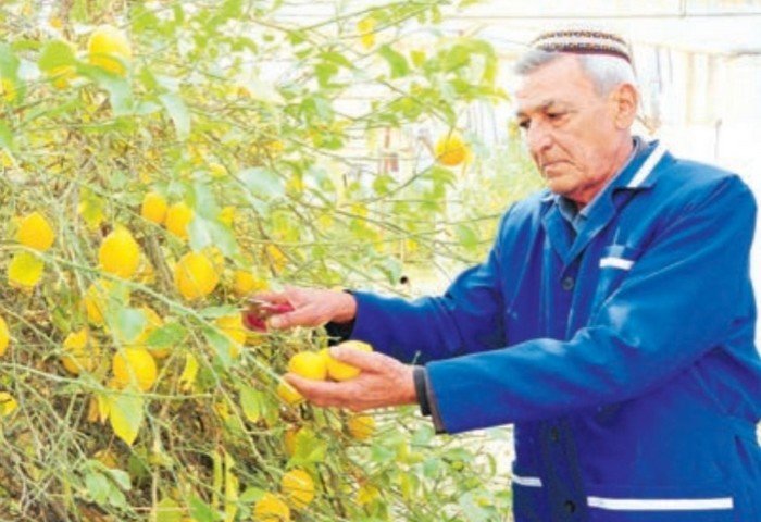 Owadan Gämi собирает 0,8-1 тонн лимонов ежесуточно