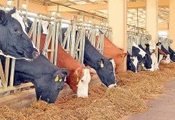 Turkmen Entrepreneur Raises Over 820 Simmental and Holstein Cattle