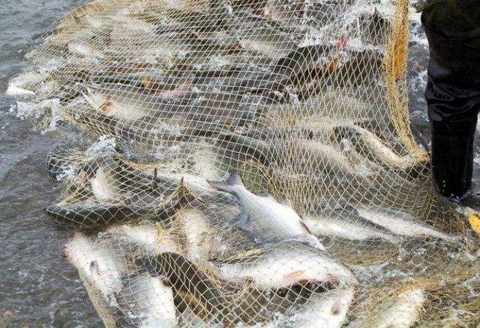 Предприятие «Täze balyk» увеличивает количество рыб в Марыских прудах