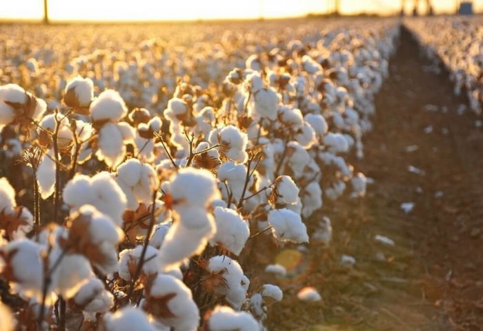 Turkmen Scientists Develop New Cotton Variety "Ýolöten - 58" Turkmen Scientists Develop New Cotton Variety "Ýolöten - 58"