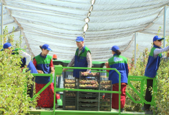 Turkmen Consortium Mive Exports First Apple Harvest