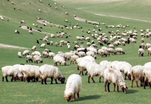 Lebap Province Produces 26,700 Tons of Meat in January–February