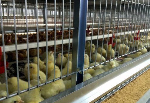 Hoş zaman получает ежедневно 22 тысячи яиц для выведения цыплят