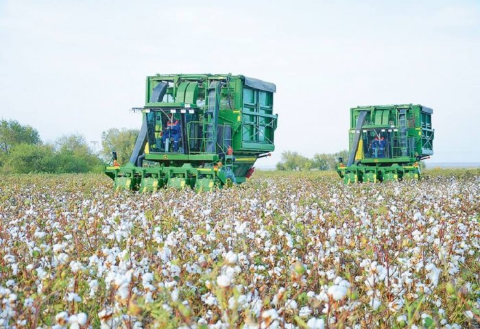Turkmen Professor Discusses Modern Realities of Cotton Harvesting in Turkmenistan