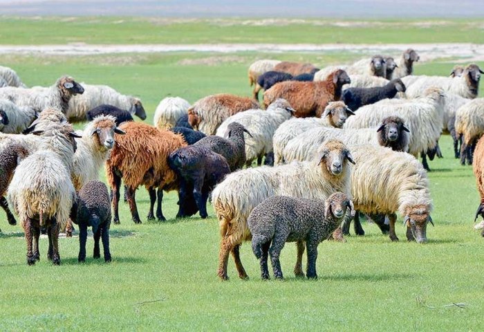 Животноводы Тагтабазарского этрапа вырастили 93 тысячи 925 ягнят и козлят