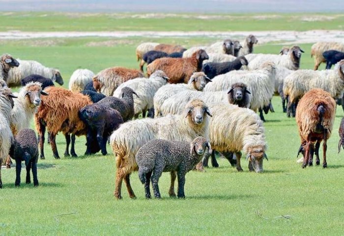 Животноводы Балканского велаята получили более 53 тысячи мелкого рогатого скота