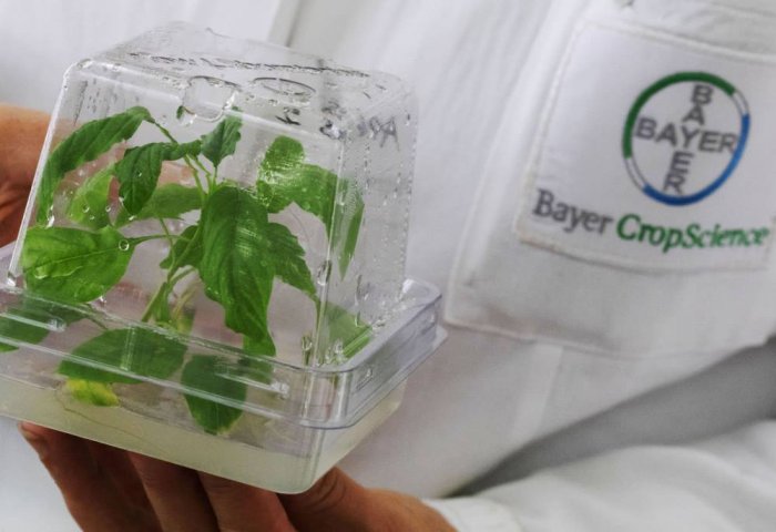 «Bayer» запускает компанию по разработке вирусов для борьбы с заболеваниями растений «Bayer» запускает компанию по разработке вирусов для борьбы с заболеваниями растений