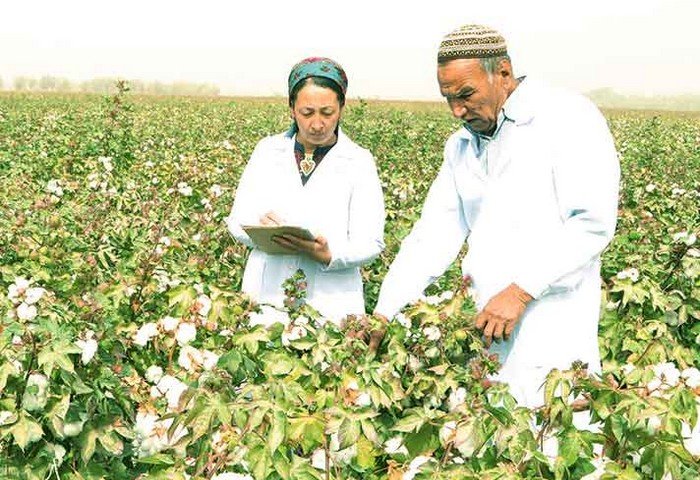 Туркменистан планирует ввести сорт хлопка «Йолётен-54» в 2025 году Туркменистан планирует ввести сорт хлопка «Йолётен-54» в 2025 году