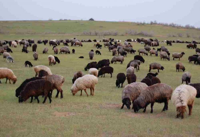 Проведен эксперимент по увеличению мяса овец сарыджинской породы