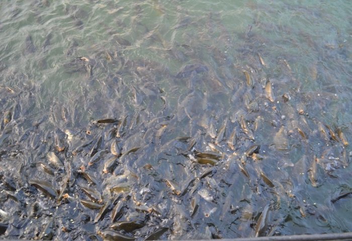 Turkmen Fishery Enterprise Plans to Boost Production Turkmen Fishery Enterprise Plans to Boost Production