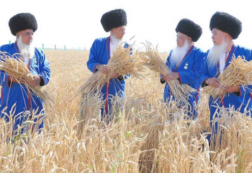 Turkmenistan Launches 2026 Grain Harvest Campaign