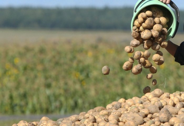 Average Potato Yield in Turkmenistan Reaches 180 Centners Per Hectare Average Potato Yield in Turkmenistan Reaches 180 Centners Per Hectare