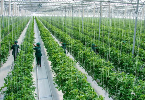 Turkmenistan Approves New Rules for Preferential Agricultural Loans