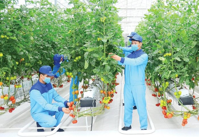 Turkmen Businesses Operate 450 Hectares of Greenhouses Turkmen Businesses Operate 450 Hectares of Greenhouses