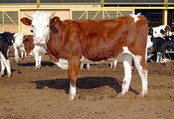 Abak Increases Number of Cows in Its Livestock Farm Abak Increases Number of Cows in Its Livestock Farm