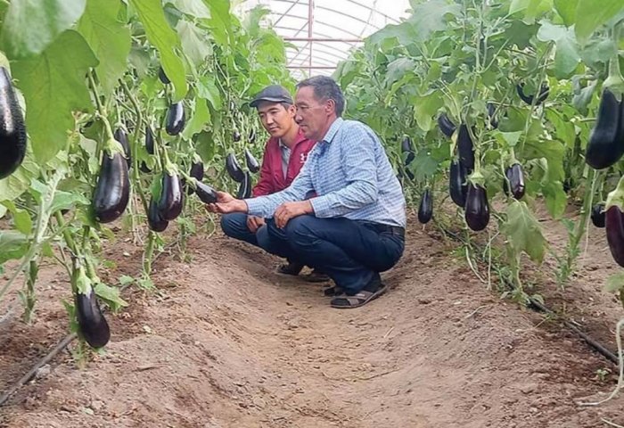 Туркменский предприниматель собирает около 1 тонны баклажанов за 3-4 дня