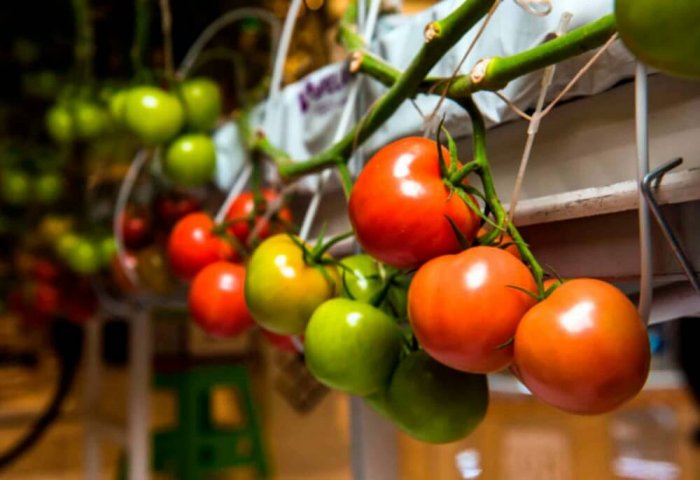 Туркменский предприниматель экспортировал в Россию свой первый урожай томатов