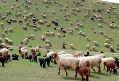 Garagum Livestock Farm Raises 58,000 Small Ruminants