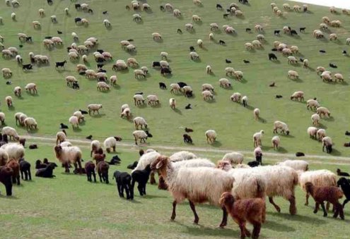 Garagum Livestock Farm Raises 58,000 Small Ruminants