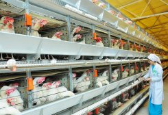 Shabat District Poultry Farm Produces About 2.5 Million Eggs Monthly