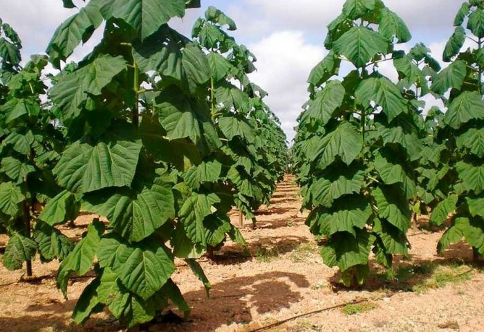 Daşoguz vilayetinin girişimcileri Pavlonya ağacı yetiştiriyorlar Daşoguz vilayetinin girişimcileri Pavlonya ağacı yetiştiriyorlar