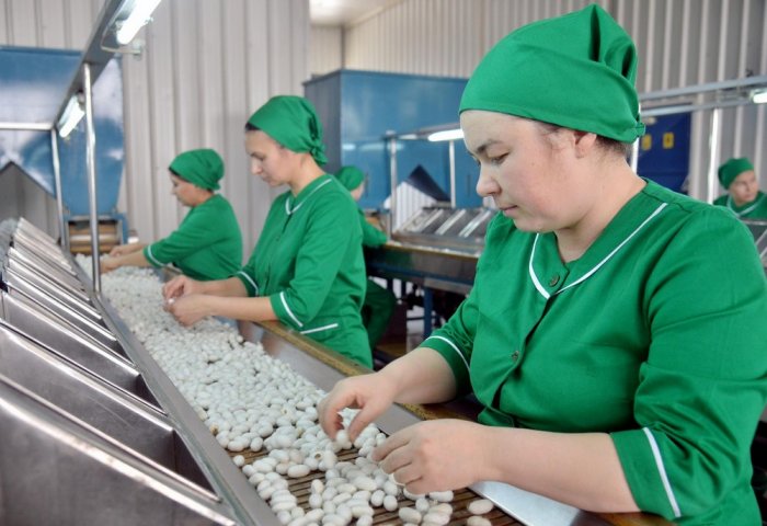 Туркменские мастера-шелководы собрали более 2100 тонн коконов шелкопряда Туркменские мастера-шелководы собрали более 2100 тонн коконов шелкопряда
