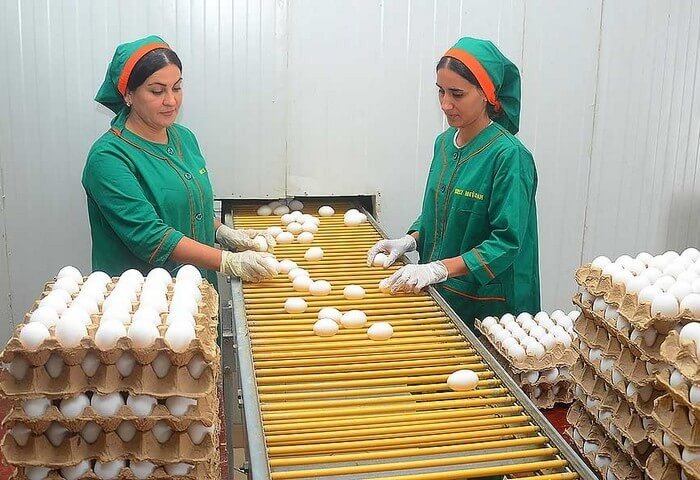 Nurly Meýdan şirketinin yılda 12 milyon tavuk yetiştirme kapasitesi bulunuyor
