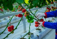 Turkmenistan Approves New Sanitary Standards For Greenhouse Farms