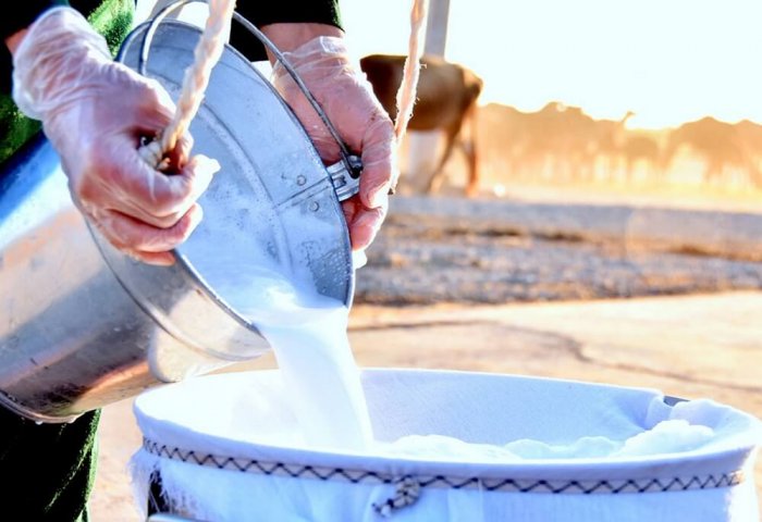 Turkmen Entrepreneur Intends to Establish Production of Powdered Camel Milk Turkmen Entrepreneur Intends to Establish Production of Powdered Camel Milk