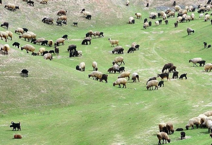 6.4 Million Sheep and Goats Grazing on Turkmenistan's Pastures 6.4 Million Sheep and Goats Grazing on Turkmenistan's Pastures
