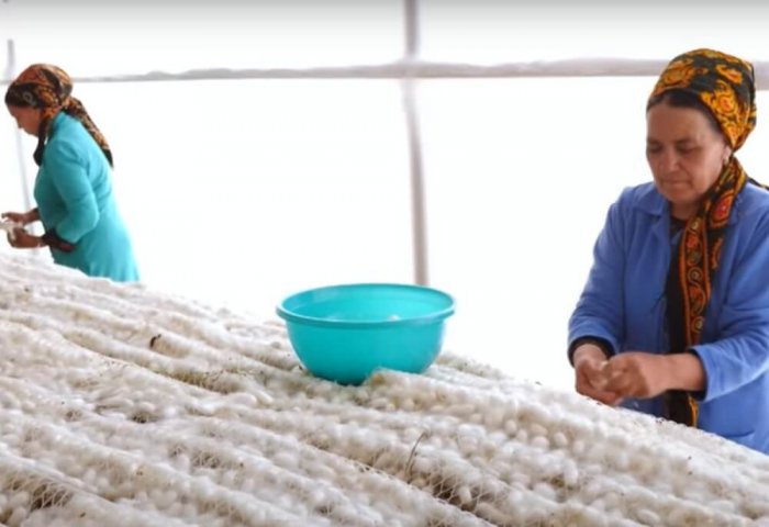 Lebap Silkworm Farmers Deliver 1,060 Tons of Silk Cocoons Lebap Silkworm Farmers Deliver 1,060 Tons of Silk Cocoons