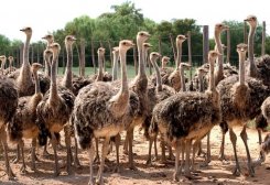 Turkmen Company Plans to Increase Ostrich Herd to 10,000
