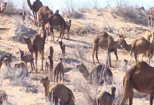 Sakarchage Livestock Farm Plans to Receive 836 Camel Calves