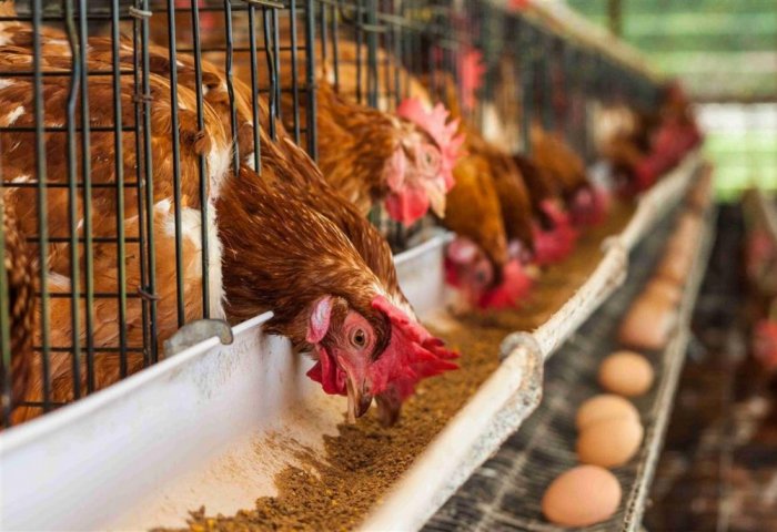 “Nurly meýdan” guş iýmlerini öndürýän täze kärhanany işe girizdi “Nurly meýdan” guş iýmlerini öndürýän täze kärhanany işe girizdi