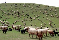 Maldar Livestock Farm Plans to Receive About 78,000 Lambs, Kids