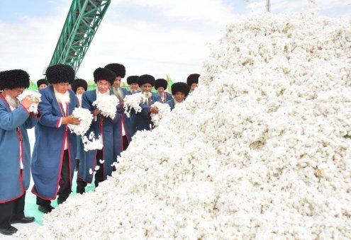 Türkmenistanda 10-njy sentýabrda pagta ýygymy başlanar