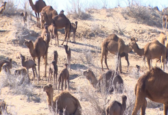 More Than 800 Camel Calves Raised on Şihmansur, Hanguýy Pastures