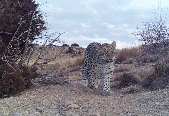 Camera Traps Reveal Endangered Persian Leopards in Turkmenistan and Kazakhstan Camera Traps Reveal Endangered Persian Leopards in Turkmenistan and Kazakhstan