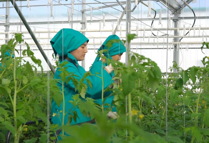 Yrsgal Ojagy Launches Tomato Greenhouse in Gokdepe Etrap