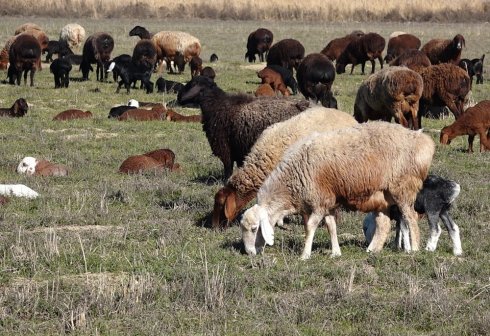 About 22,000 Lambs and Kids Born at Garagum Livestock Farm