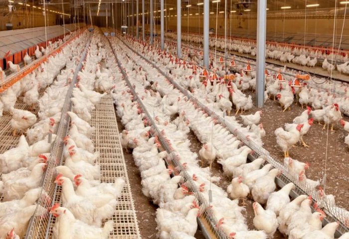 Türkmenistanlı girişimci, iki ayda 30 binden fazla tavuk yetiştiriyor